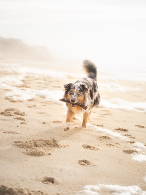 Dog on the beach